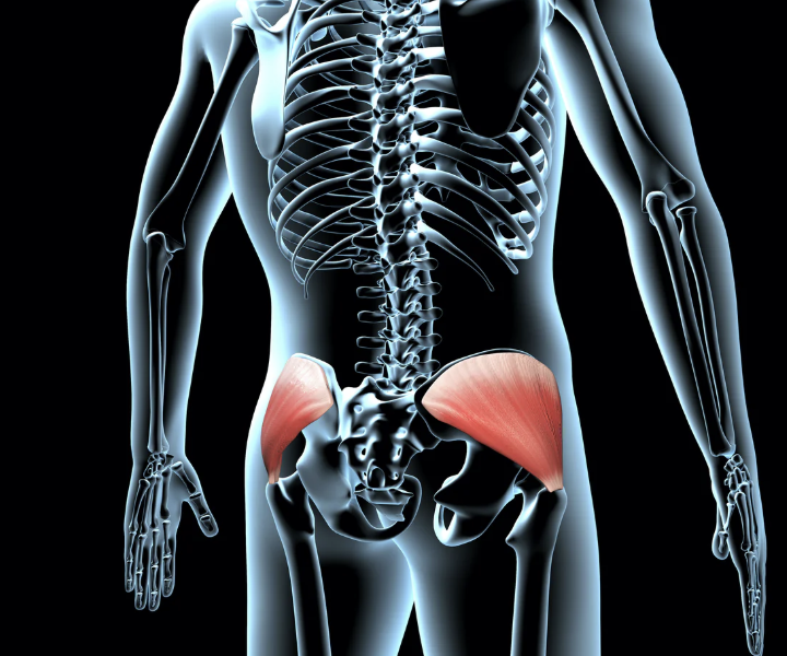 <p>highlighted muscle</p>