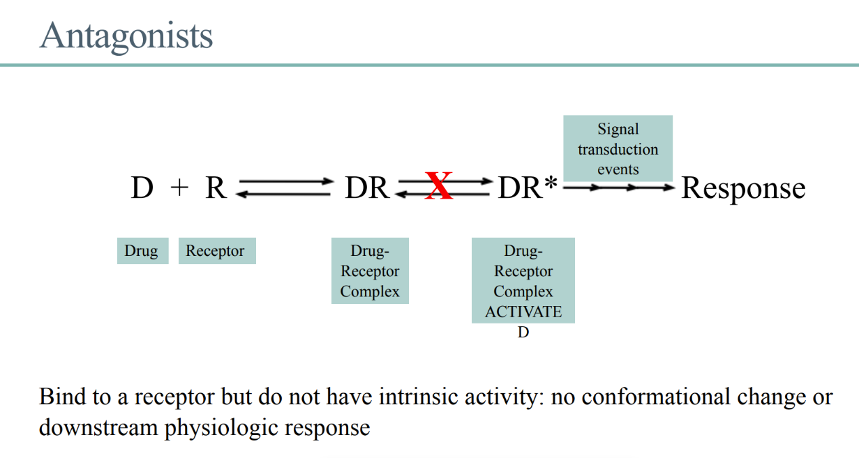 <ol><li><p>BINDS to receptor </p></li><li><p>NO intrinsic activity (turning of the key) </p></li></ol>