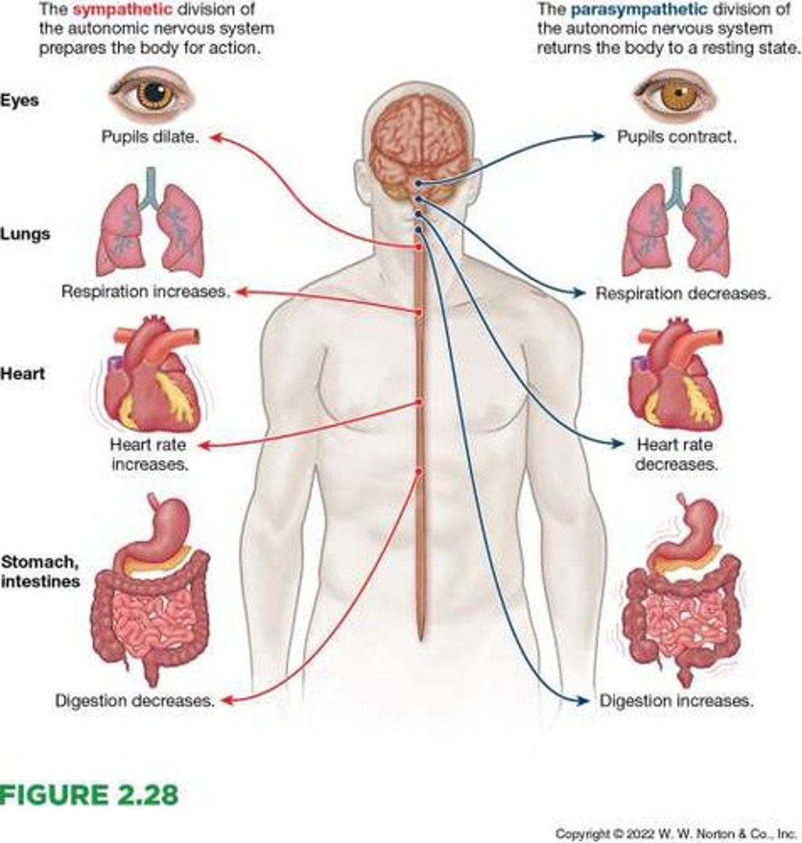 <p>Affects your behavior through hormones.</p>