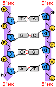 <p>the carbon atoms of the sugar are numbered 1-5. C 1 bonds to a base (A,T,G,C), C 5 bonds to a phosphate group. DNA strands are antiparallel, one runs in a 5’ to 3’ direction, the other in a 3’ to 5’ direction</p>