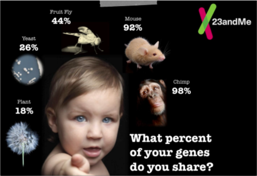 <p><strong><span style="color: purple">Similar DNA</span></strong> sequences indicates organisms are more closely related and have a shared common ancestor</p>