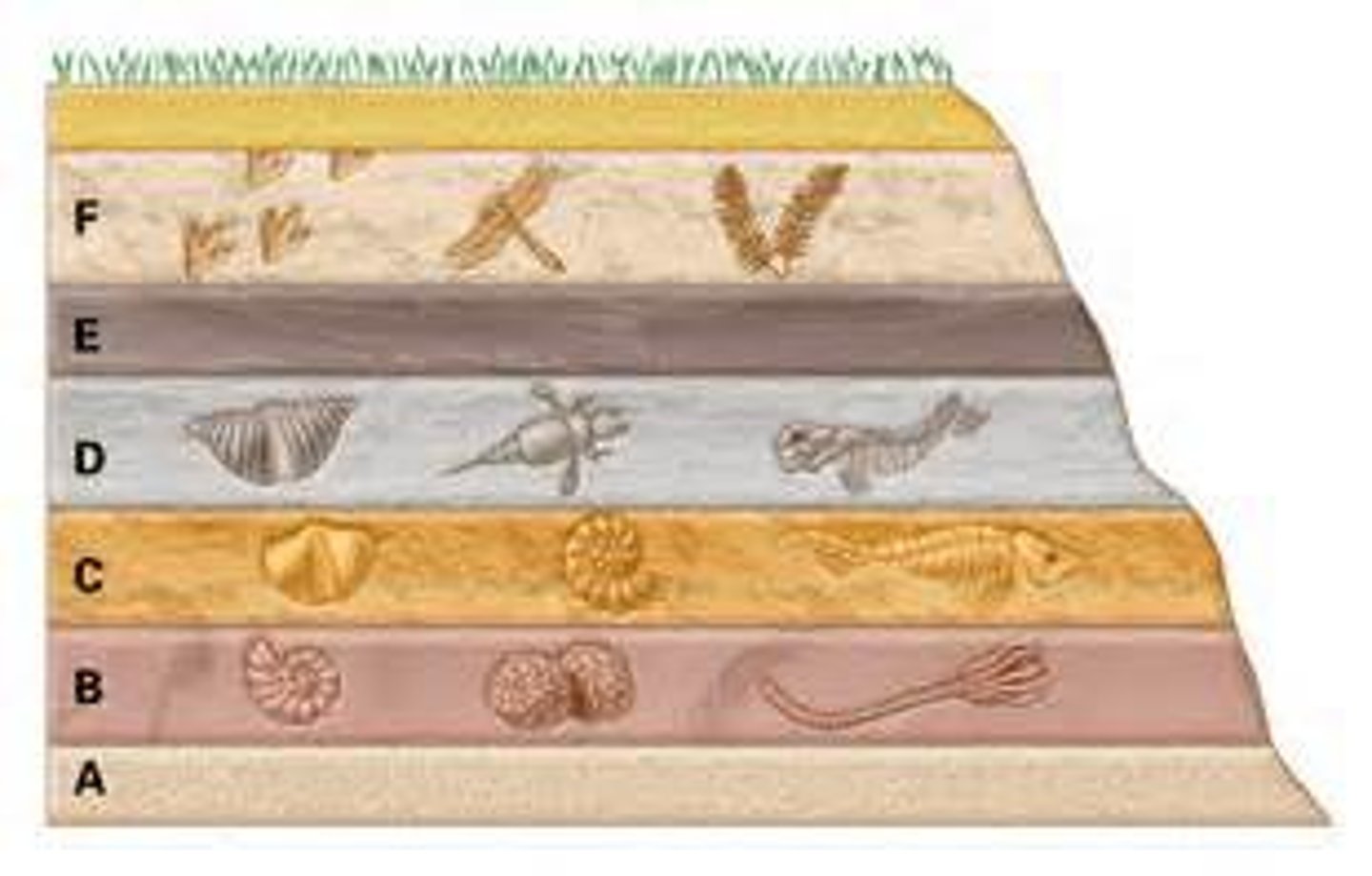 <p>Why would the third fossil to the right in layer D be a good example for an index fossil?</p><p>A. it is a fish</p><p>B. it is different than the others in its layer</p><p>C. it is really old</p><p>D. it is only found over a short period of time in one geologic layer</p>