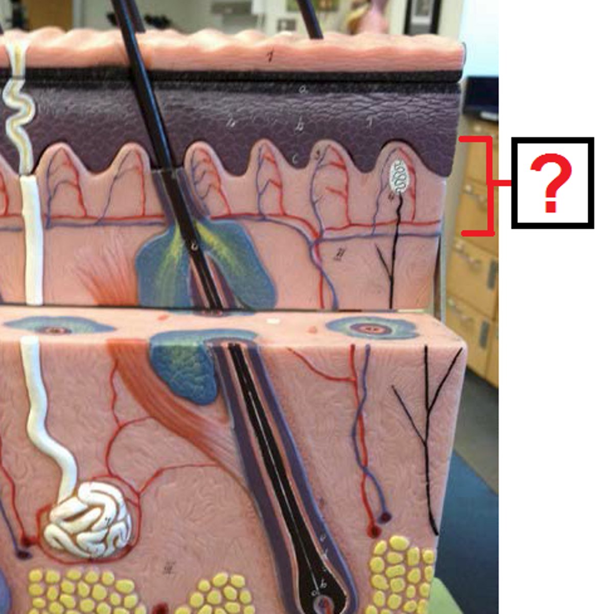 <p>areolar connective tissue layer beneath basement membrane</p>