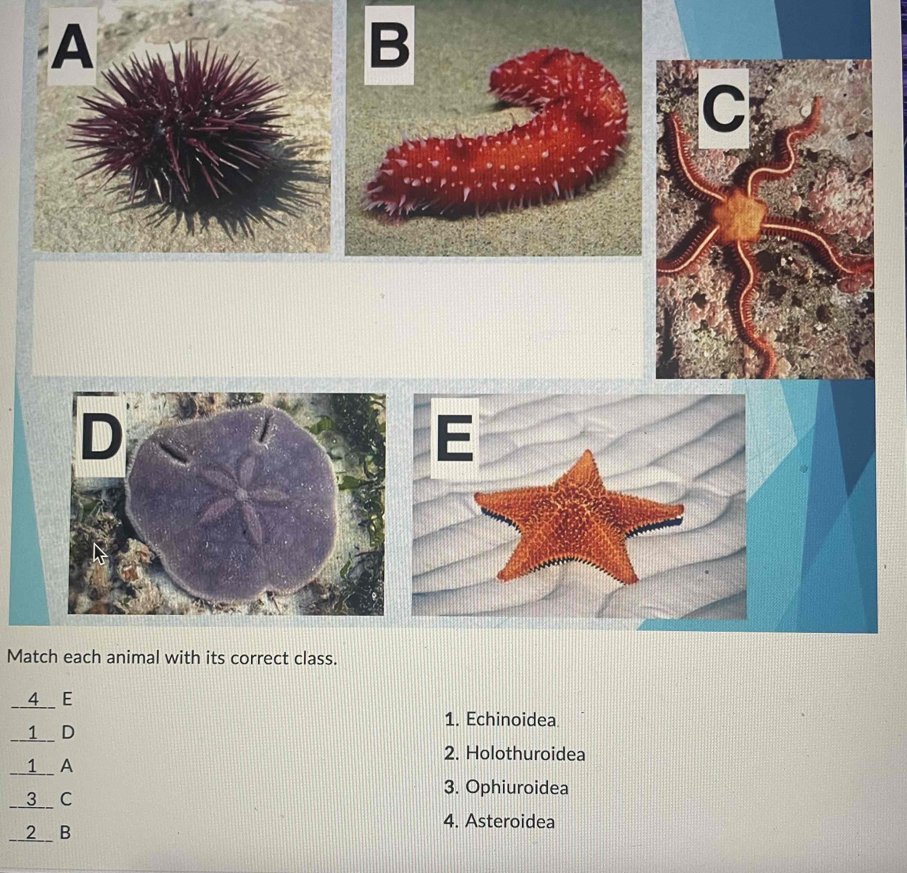 <p>Phylum Echinodermata: 4 main classes we covered </p><ul><li><p><span>Asteroida: sea stars</span></p></li><li><p><span>Echinoidea: sea urchins /dollars</span></p></li><li><p><span>Holothuroidea: sea slugs</span></p></li><li><p><span>Ophiuroidea: brittle stars</span></p></li></ul>