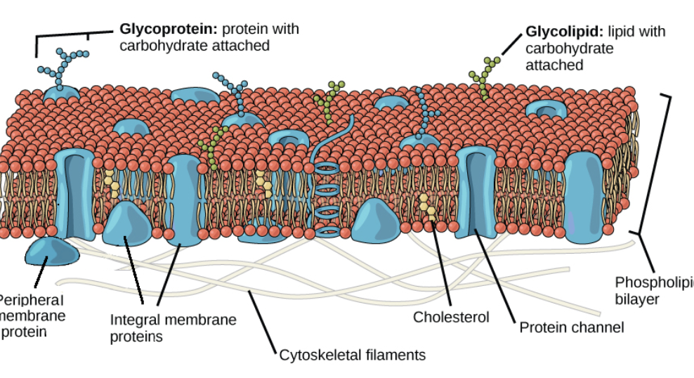 <p>Barrier made of <strong>phospholipid bilayer</strong>—regulates the movement of substances in/out of the cell, maintaining the in-cell environment. <strong>Semi-pemerable</strong> (allows some to in/out). <strong>Both Eukaryotic and Prokaryotic Cells. Both animal/plant cells.</strong></p>