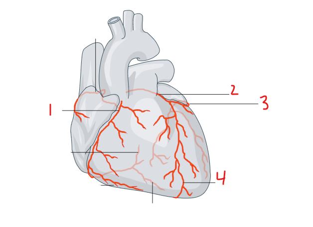 <p>Identify this image. </p>