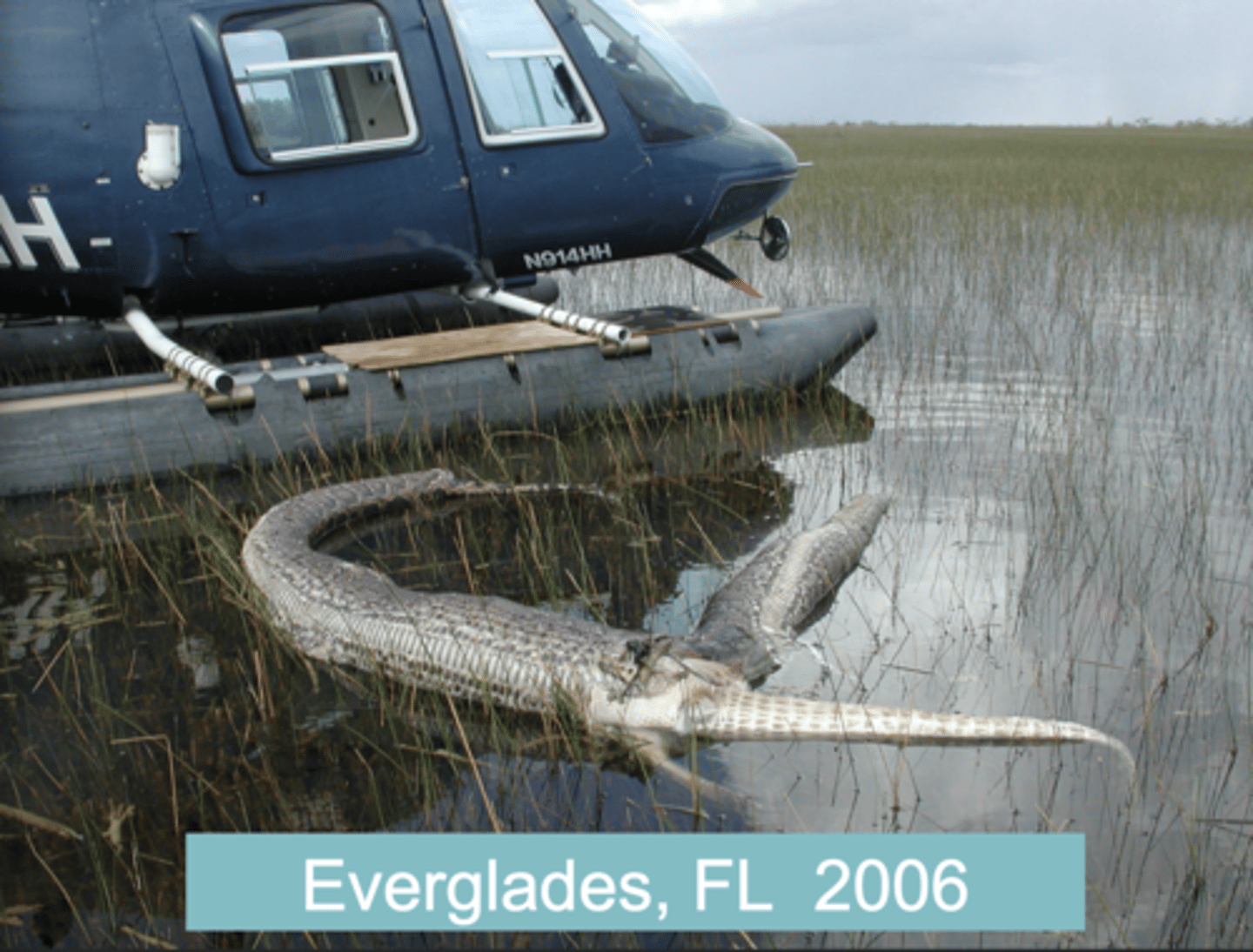 <p>Displaced native species and disrupting local ecosystems.</p>