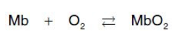 <ul><li><p>The oxygen-dissociation curve for myoglobin has a ___ shape.</p></li><li><p>This reflects the fact that myoglobin reversibly binds a single molecule of O<sub>2</sub>.</p></li><li><p>oxygenated (MbO<sub>2</sub>) and deoxygenated (Mb) myoglobin exist in a simple equilibrium:</p></li><li><p>The equilibrium is shifted to the right or to the left as O2 is added to or removed from the system. [Note: Myoglobin is designed to bind O2 released by hemoglobin at the low pO2 found in muscle. Myoglobin, in turn, releases O2 within the muscle cell in response to oxygen demand.]</p></li></ul><p></p>