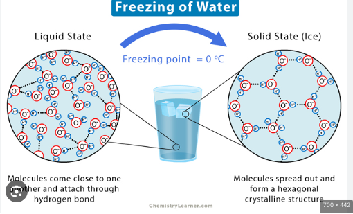 <p>as water solidifies it expands and becomes less dense</p><p>ice floats because it has low density</p><p>due to the hydrogen bonds</p><p>when cooled, H2O molecules move too slowly to break the bonds</p><p>Allows marine life to survive under floating ice sheets</p><p>Hydrogen bonds cause water molecules to form a crystalline structure</p><p>If ice was more dense, it wouldn’t float and would freeze from the bottom up</p>