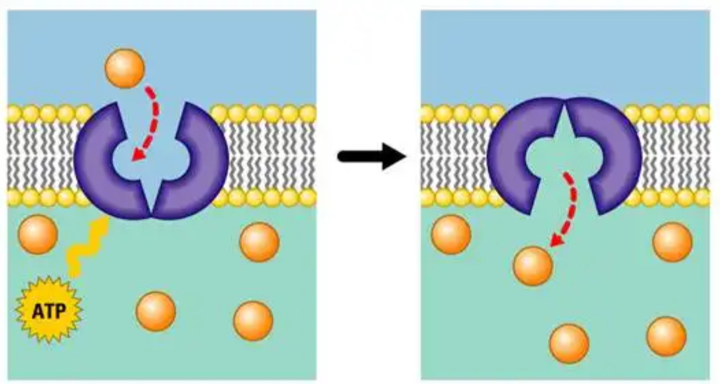 <p>What method of transport is being illustrated?</p>
