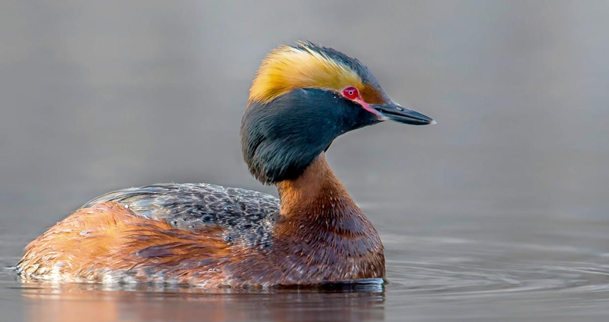 <p>Order:Podicipediformes</p><p>Family:Podicipedidae</p>