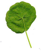 <p>leaf shape?</p>