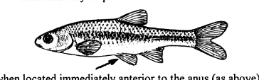 <p>The pelvic fins are anterior to the anal opening</p>