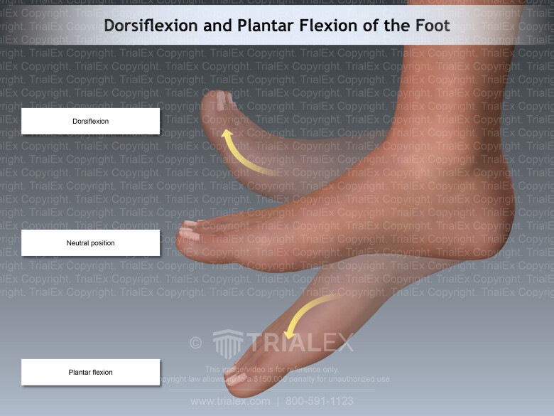 <p><span>dorsiflexion</span></p>