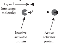 <p>Activator protein </p>