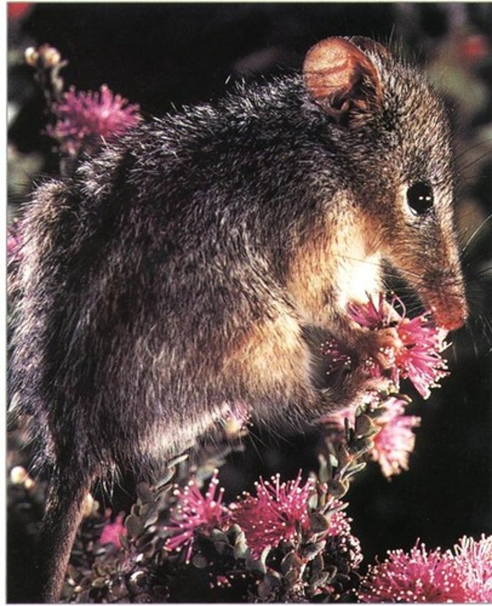 <p>Honey possums</p>