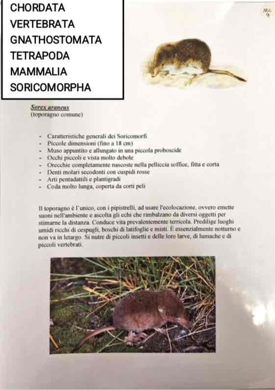 <p>Cordati</p><p>Vertebrati</p><p>Gnatostomi</p><p>Tetrapodi</p><p>Mammalia</p><p>Soricomorpha</p><p>Sorex arancus (toporagno comune)</p>