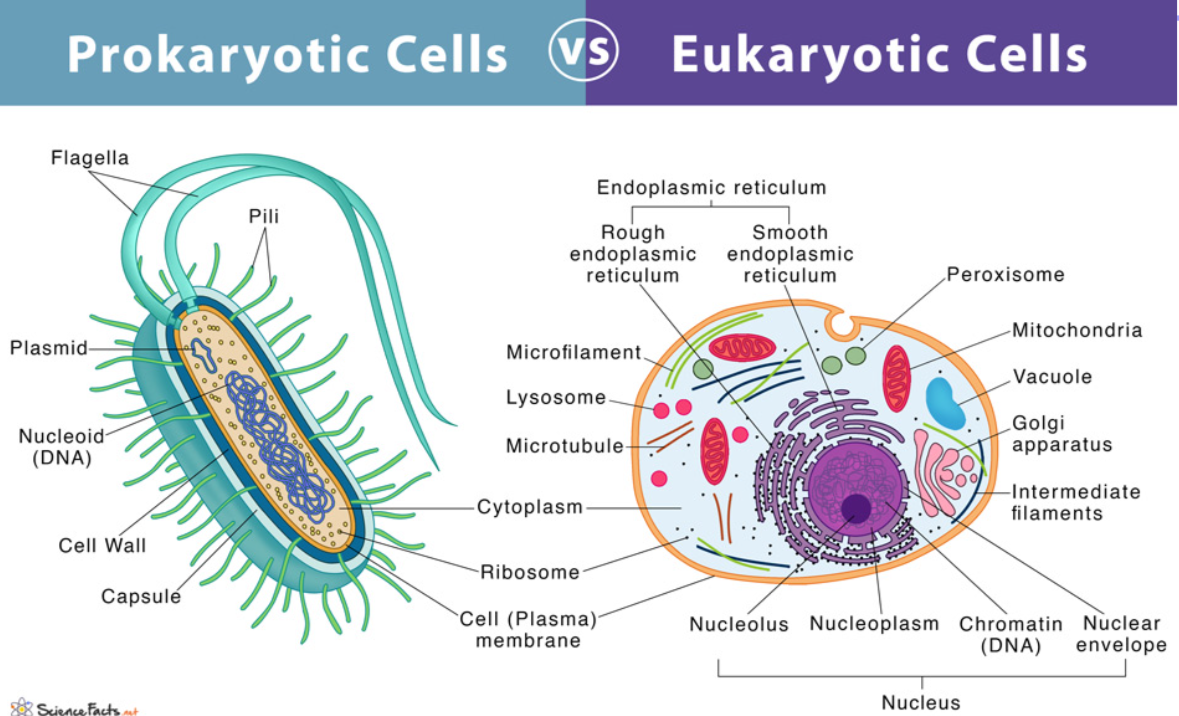 <p>Prokaryotic cells are small and simple, without a nucleus or organelles. Eukaryotic cells are larger, with a nucleus and membrane-bound organelles.</p><p></p>