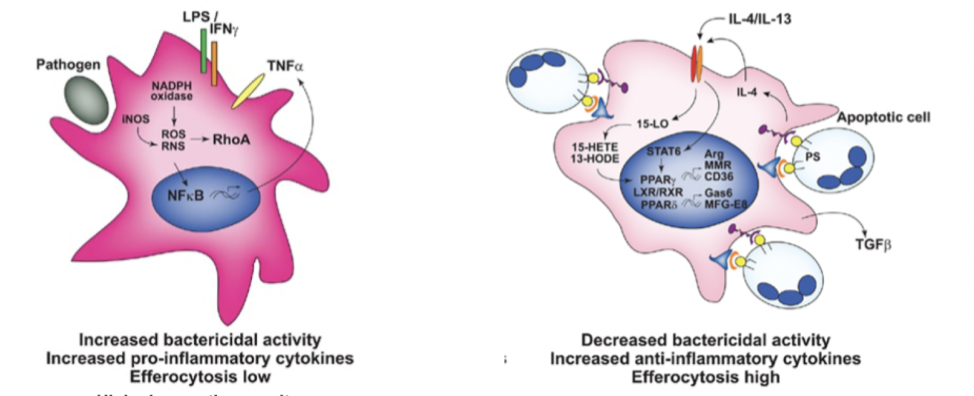 <p><strong>M1</strong>: Finns tidigt i inflammationsprocessen. Ökar det inflammatoriska svaret med cytokiner osv. Höga nivåer av fagocytos. Låg nivå av efferocytos.</p><p><strong>M2</strong>: Finns under läkningen. Ökar anti-inflammatoriska cytokiner. Hög nivå av efferocytos. Stimulerar angiogenes, fibros och anti-inflammatoriskt svar. </p>