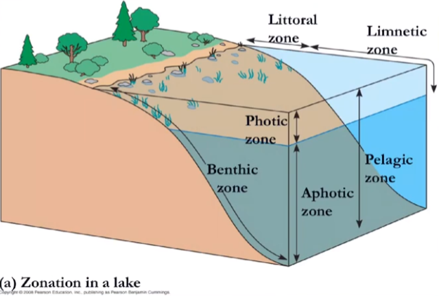 <p>what are the zonations you should know in a lake?</p>