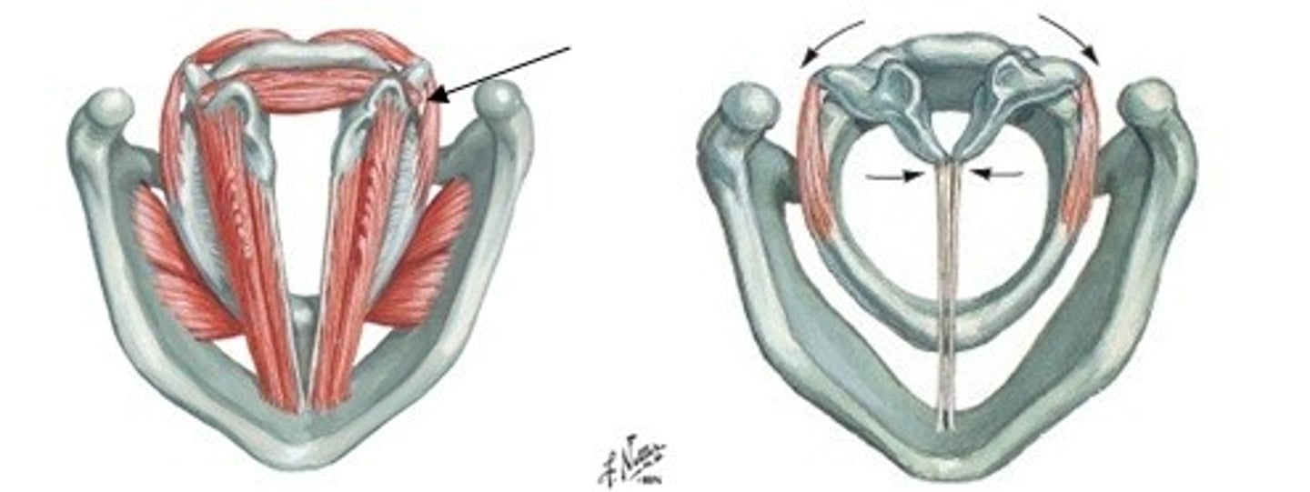 <p>look: fan-shaped</p><p>function: medial compression of VF, possibly the strongest adductor</p>