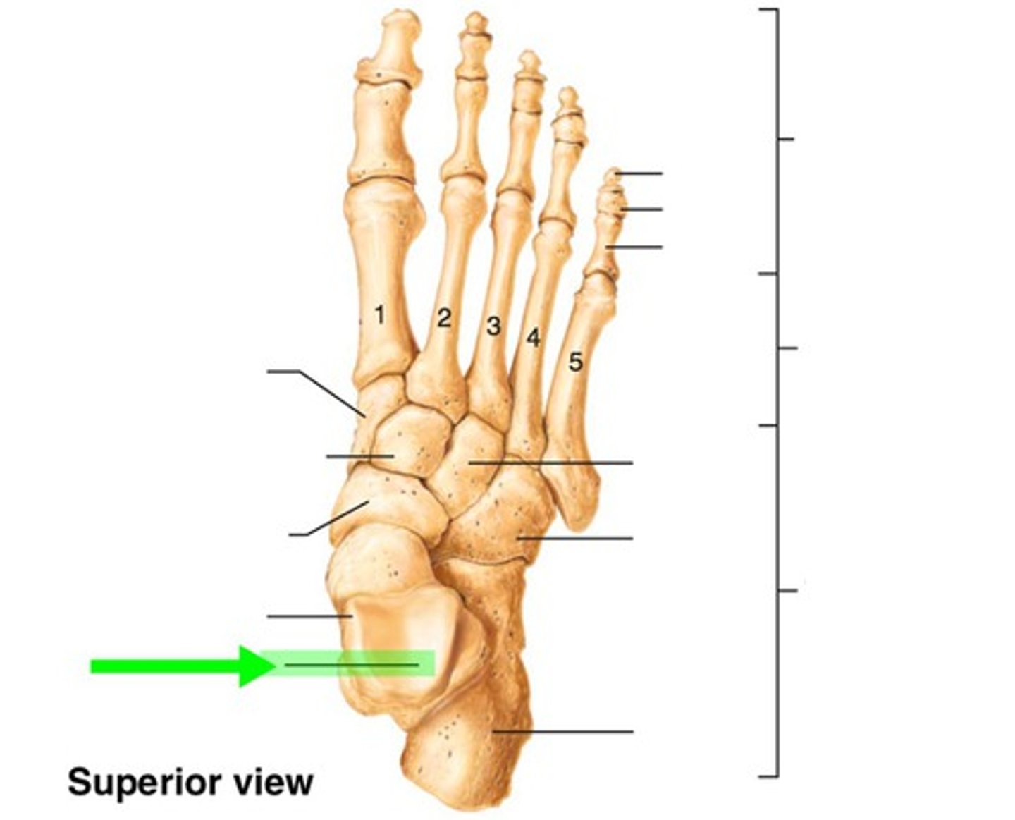 <p>articulates with tibia</p>