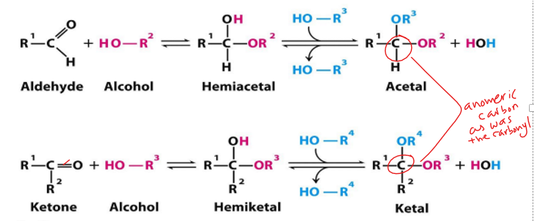 <p>becomes a hydroxyl group </p>