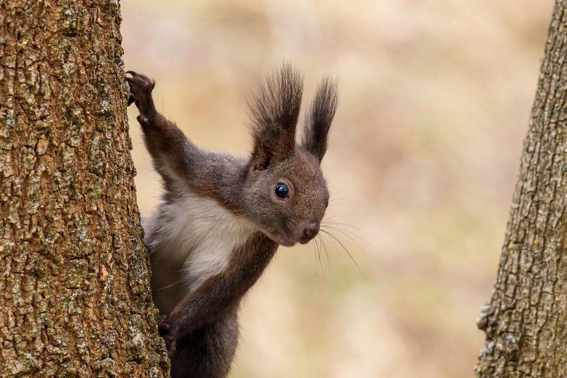 <p>Squirrels</p><ul><li><p><span style="background-color: transparent;"><em><u><span>Pointy post-orbital process on skulls, rounded skull</span></u></em><span>, normally bushy tails.&nbsp;</span></span></p></li><li><p><span style="background-color: transparent;"><span>Tree dwelling to semi-fossorial. Gliders, climbers, diggers, and many hibernate. A bunch of species in between ground squirrels and tree squirrels. Some colonial, some solitary. Diurnal to nocturnal.&nbsp;</span></span></p></li><li><p><span style="background-color: transparent;"><span>Chipmunks have stripes all across the body, while squirrels won’t have stripes up the head.</span></span></p></li></ul><p></p>