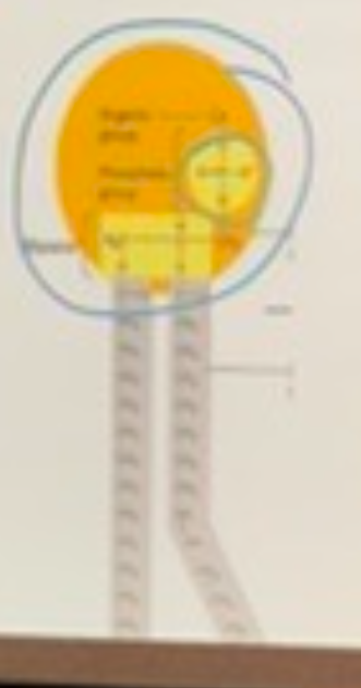 <p>what is the name of the molecule that is shown below</p>