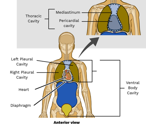 <p>A part of the mediastinum that contains the heart</p>