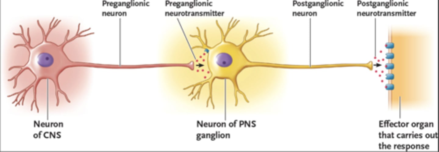 <p>1st preganglionic neuron with cell body located in the CNS</p><p>2nd postganglionic neuron which extends from the ganglion to the effector</p>