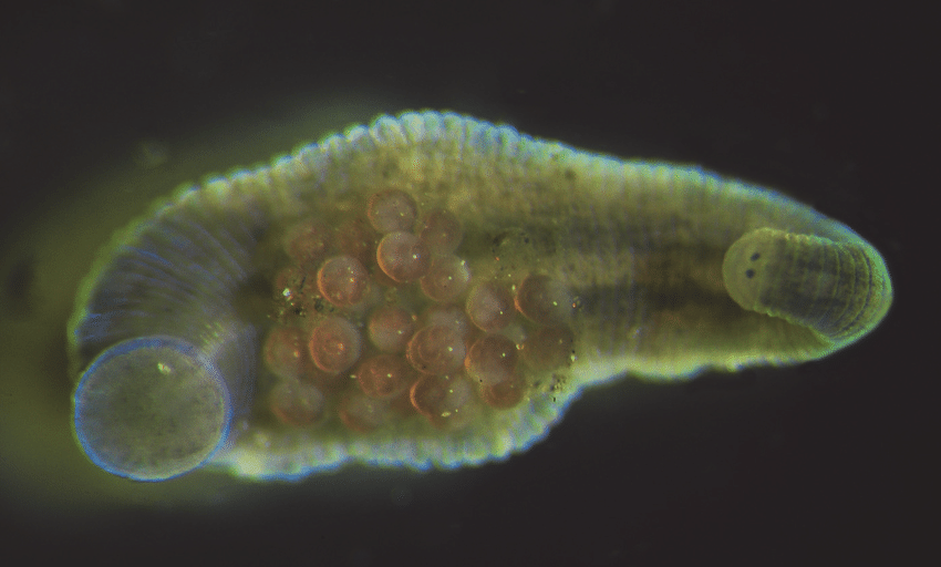 <p>Kmeň: Annelida (obrúčkavce)<br>Trieda: Clitellata (opaskovce)<br>Podtrieda: Hirudinea (pijavice)</p>