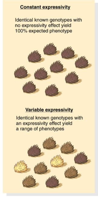 <p>Constant:&nbsp;Identical known genotypes with no expressivity effect yield 100% expected phenotype</p><p></p><p>Variable: Idenitcal known genotypes with an expressivity effect yield a range of phenotypes</p>