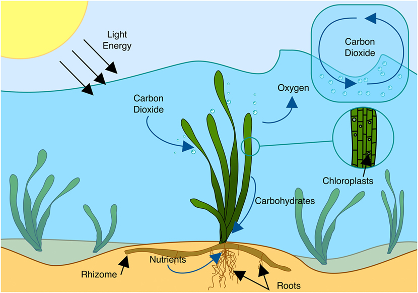 <p>Leaves: No stomata, thin cuticle to allow gas and nutrient exchange. Large thin wallets aerenchyma (air channel) to facilitate gas diffusion within leaf and provides buoyancy to leaves.</p><p>Roots &amp; rhizomes: Oxygen transport to the roots creates an oxic environment around roots for nutrient uptake.</p><p>What does Seagrass need? → light (5-20 SI%), nutrients, shelter, CO2, oxic mud or sand, saline water (0-56 ppt), suitable temp (0-30C)</p>