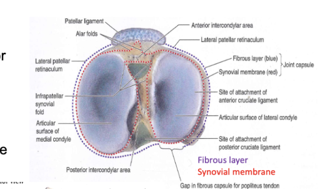 <p>Where is the fibrous layer and synovial membrane and what is the purpose ofthe fibrouse casplul gap </p>
