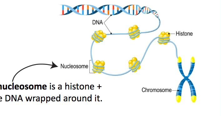 <p>a histone + the DNA wrapped around it </p>