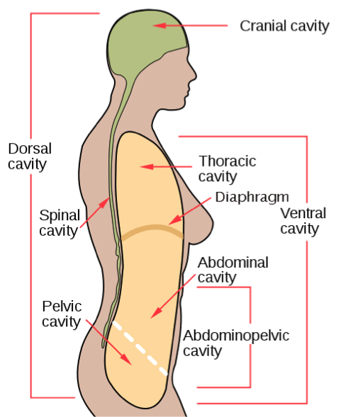 <p>the front space from the neck to the pelvis divided into two parts: thoractic and abdominopelvic cavity</p>