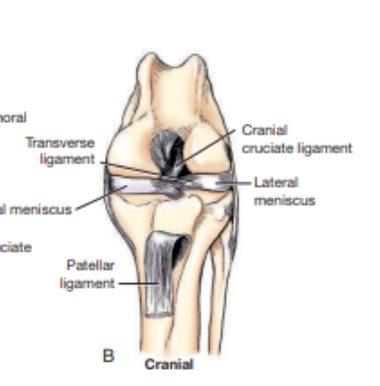 <p>What view of the stifle joint is this? </p>