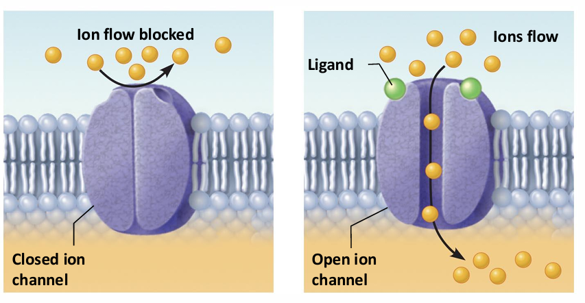 <ul><li><p>Channel-Linked (Ionotropic)&nbsp;<span style="background-color: transparent; font-size: 1.6rem;">Receptors</span></p></li><li><p> Ligand-gated ion channels</p></li><li><p>Action is immediate and brief</p></li><li><p>Excitatory receptors are channels for small&nbsp;<span style="background-color: transparent; font-size: 1.6rem;">cations</span></p><ul><li><p>Na+ influx contributes most to depolarization</p></li></ul></li><li><p>Inhibitory receptors allow Cl– influx that causes&nbsp;<span style="background-color: transparent; font-size: 1.6rem;">hyperpolarization</span></p></li></ul><p></p>