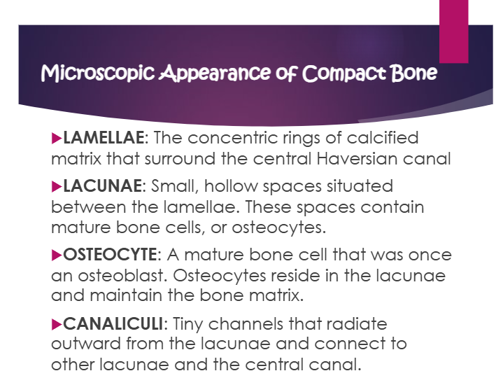 <p>tiny channels that radiate outward from the lacunae and connect to other lacunae and the central canal</p>
