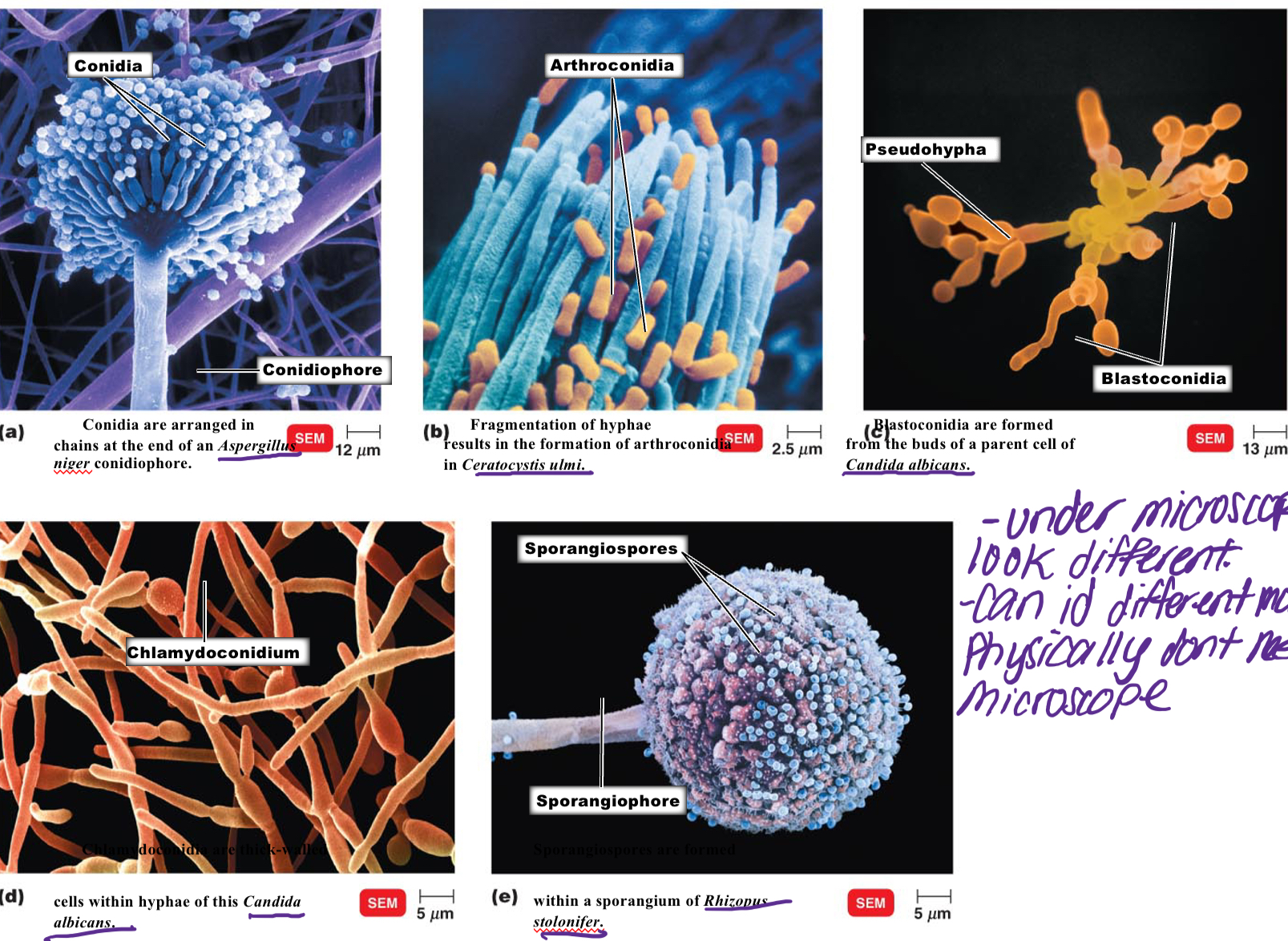\-Multicellular

\-Macroscopic, different morphologies

\-Under microscope look different

\-Can identify different ____ physically don’t need microscope.

\-Make Hyphae