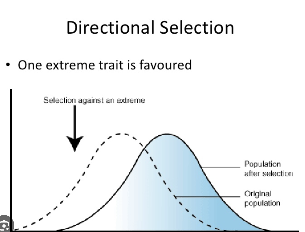 <p>Favours the extreme phenotype, occurs when there is an environmental change</p>