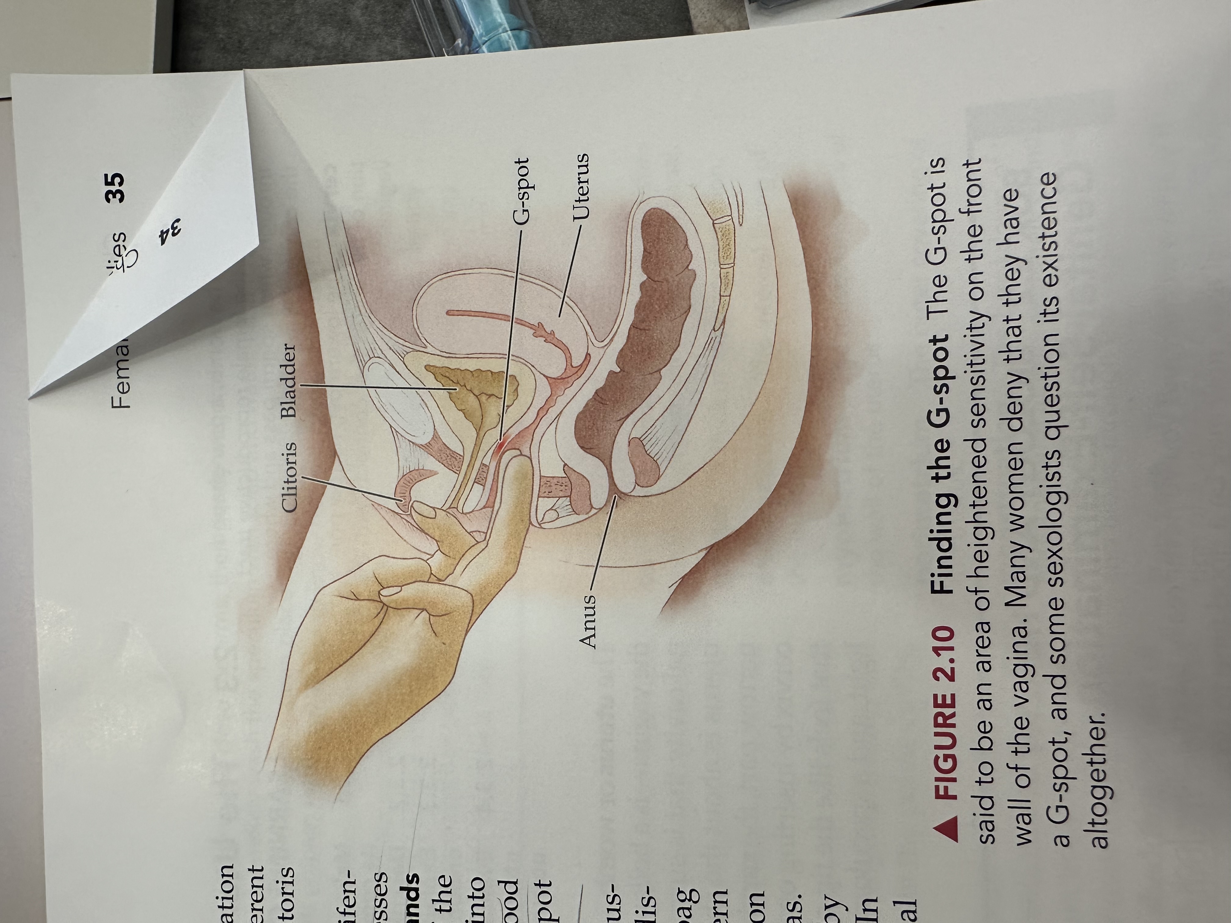 knowt flashcard image