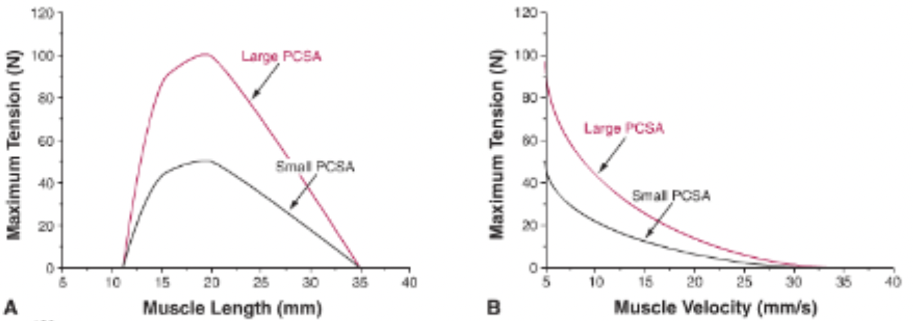 <p>physiological cross-sectional area refers to the number of sarcomeres in parallel, and is related to maximum tension</p>