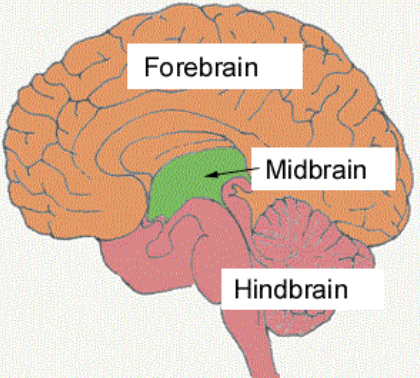 <p>Three major regions of the brain</p>