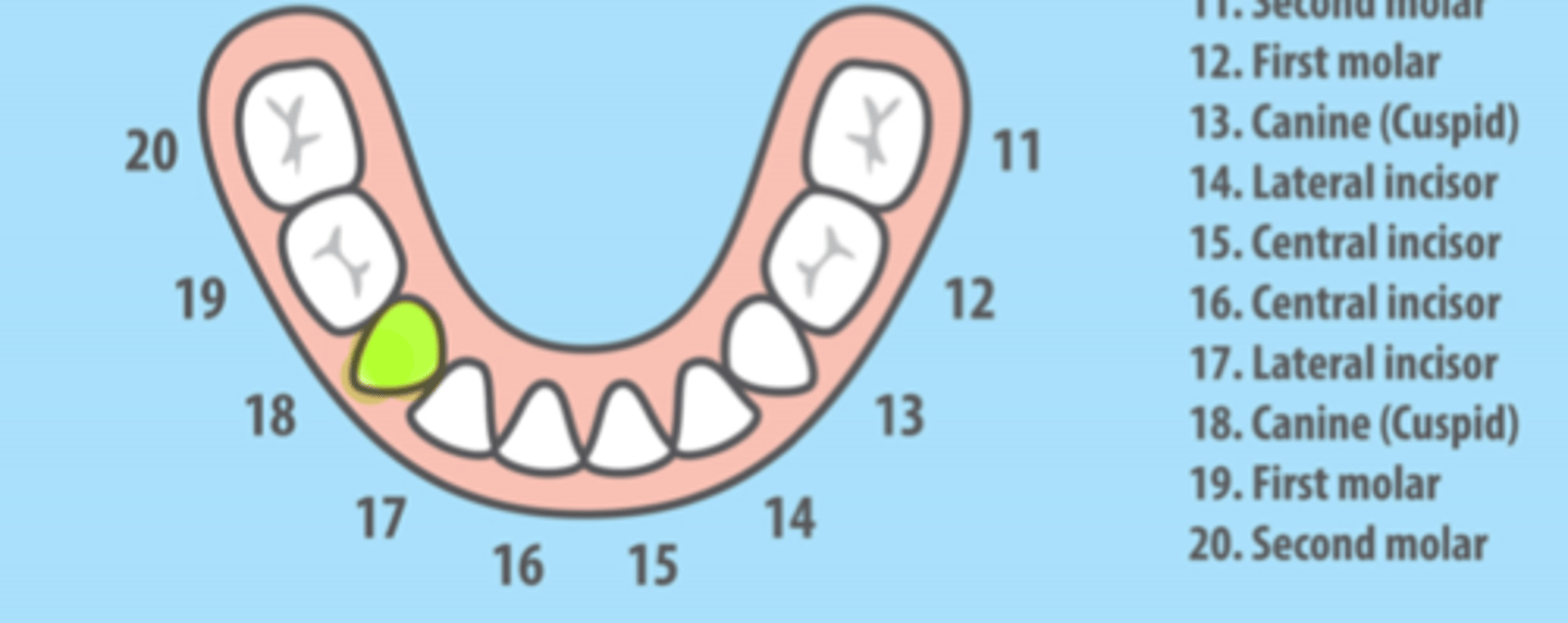 <p>Mandibular Right Primary Canine</p>