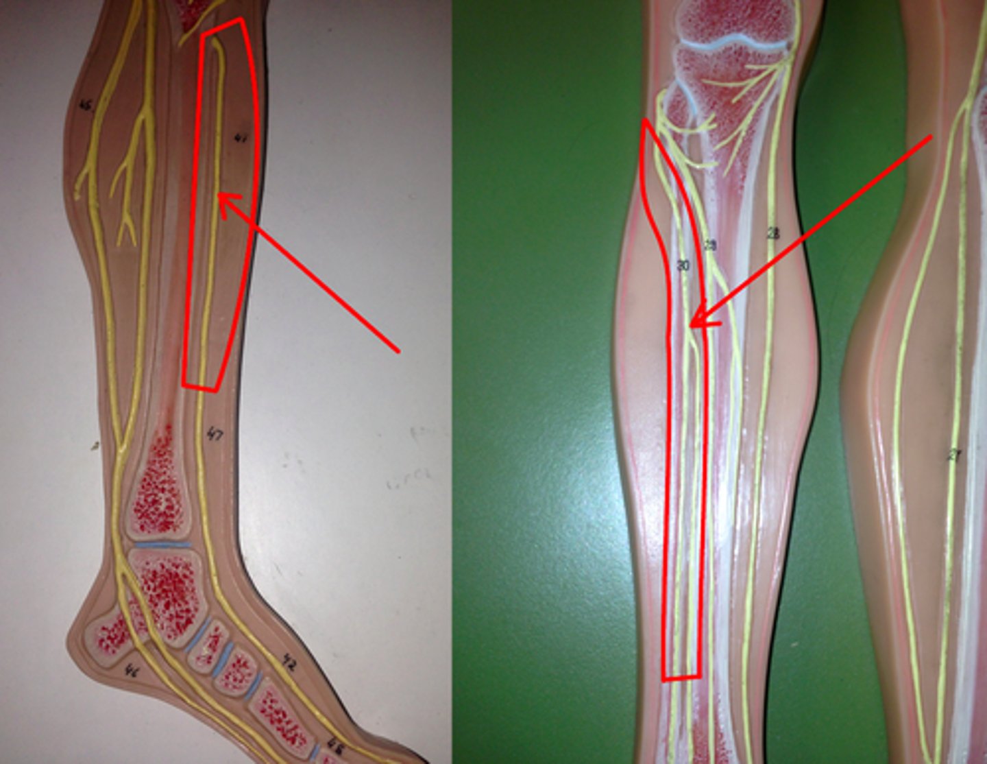 knowt flashcard image