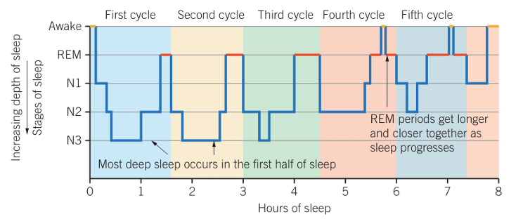 <ul><li><p><strong>data of person’s sleep pattern</strong></p></li><li><p>from left to right → stages of sleep being experienced over time</p></li><li><p>y axis = sleep stages (with decreasing depth as goes higher)</p></li><li><p>consider sleep cycles, amount hours in stages, ttl hours sleep, time person falls asleep/wakes, how many times awake</p></li><li><p>each sleep cycle = U-shape</p></li><li><p>person sleeps → N1 → N2 → N3 → back up stages → REM → repeats for 2nd cycle → third cycle onwards little time spent in N3 and more in REM → short awakenings may occur between cycles</p></li><li><p>typical adult = 4-5 sleep cycles</p></li></ul><p></p>