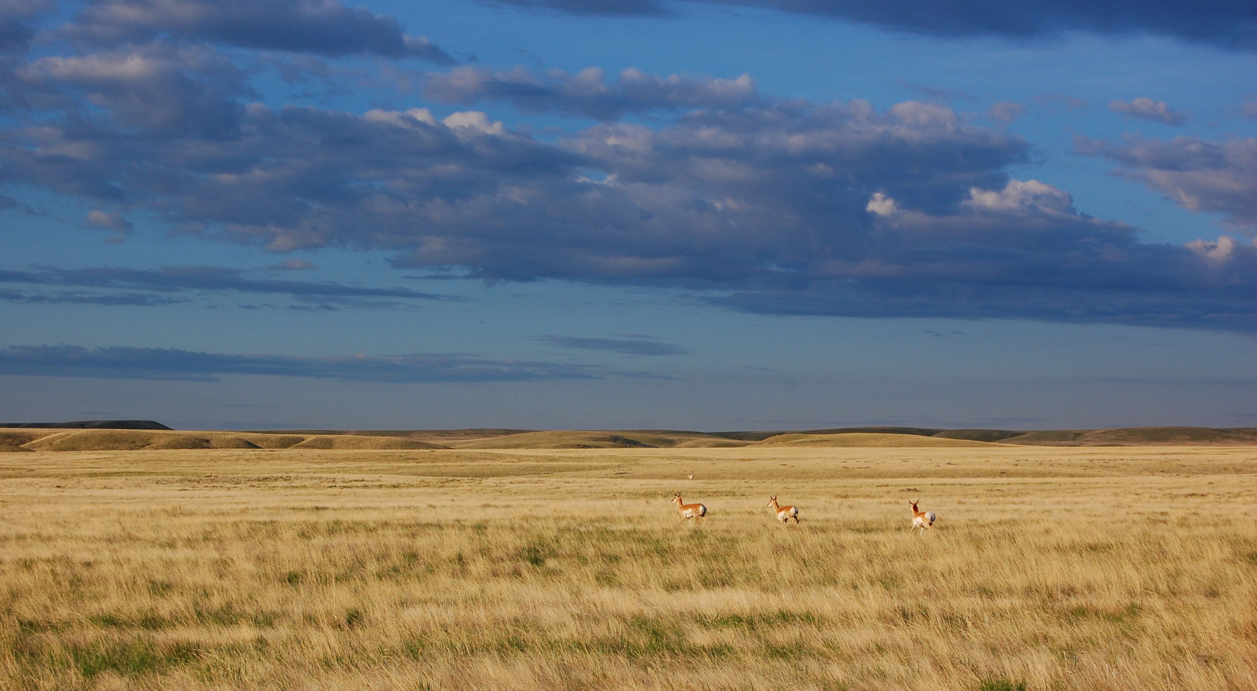 <p>Grasslands </p>