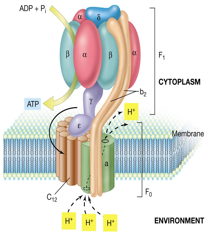 Involved in Aerobic Respiration

\
e- released from ETS provides energy for active transport of H+ from matrix to outside of membrane to form a membrane potential

\
Movement of H+ down concentration gradient provides energy to make ATP from ADP and Pi